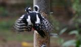 The Greater Spotted Woodpecker II