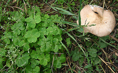 Clover and stool