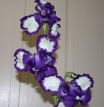 Bearded Iris