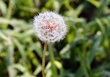 Flower growing where I don't want it.