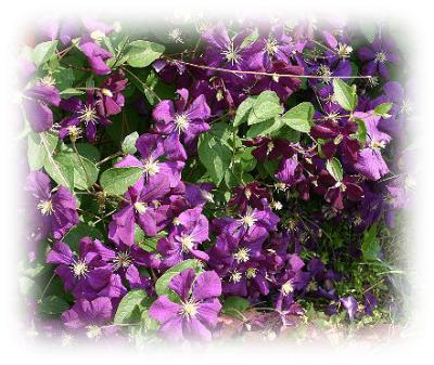 Clematis