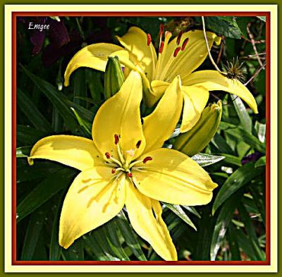 Day Lily