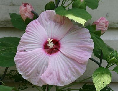 Dinner Plate Hibiscus