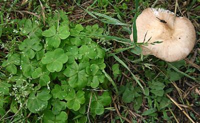 Clover and stool