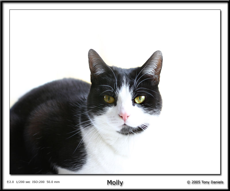 Molly in White 0853 copy.jpg
