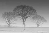 3 misty trees 3.jpg
