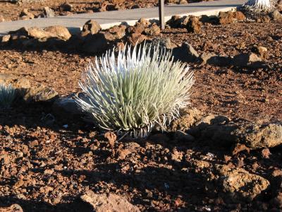 Silversword