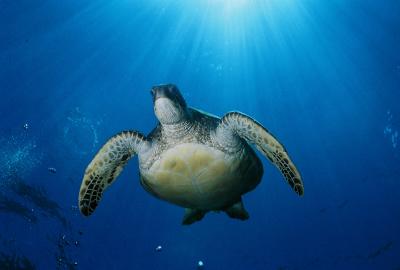Turtle!