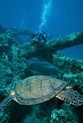 Vitek taking a picture of the Turtle