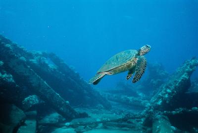 Turtle