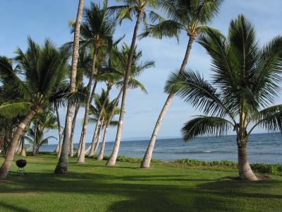 Lawn