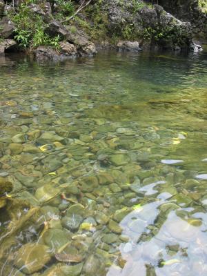 Ching's Pond