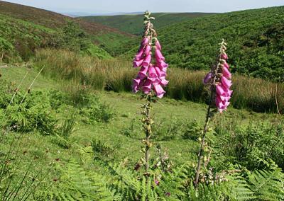 Exmoor Foxgloves