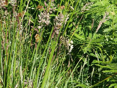 Exmoor wild grass, bracken and rushes