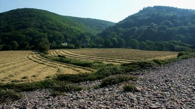 Hayfield and Pebble Beach