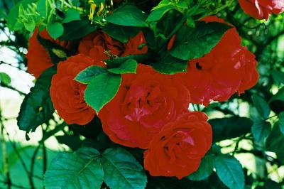 Red Roses Z.jpg