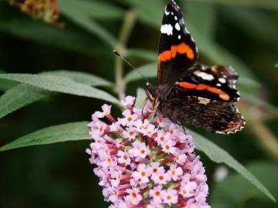 Butterfly on buddleia 1.jpg