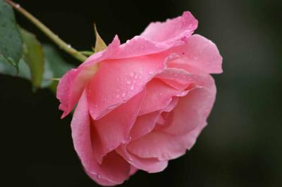 Rose After Rain 3.jpg