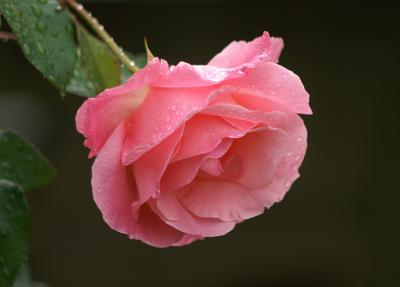 RoseAfterRain2.jpg