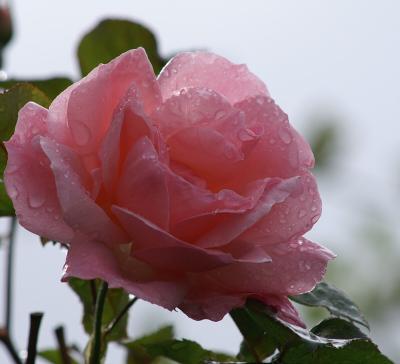 Pink Rose After Rain 1.jpg