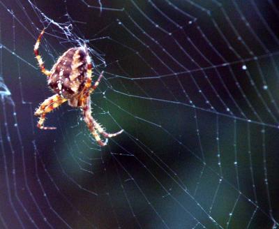 BorisTheSpider3.jpg
