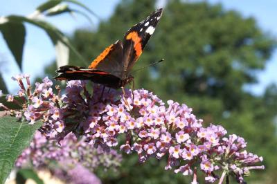 Butterfly on Buddleia.jpg
