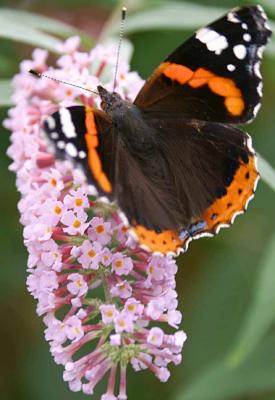 Butterfly5.jpg