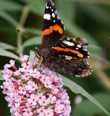 Butterfly6.jpg