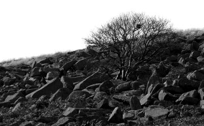 Tree Rock Nest