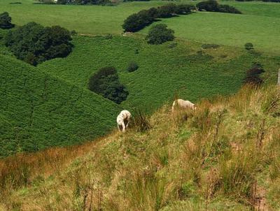 Sheep on the Hillside.jpg