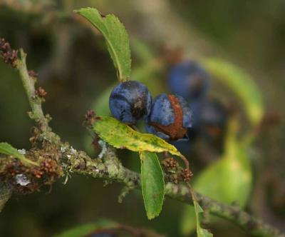 Ripe Sloes