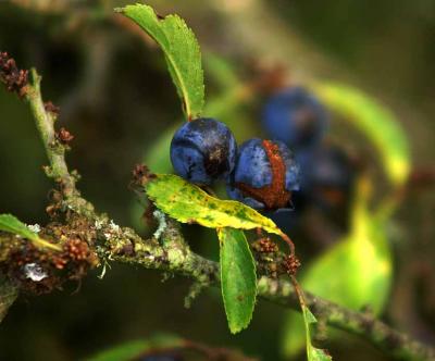 Two Ripe Sloes 2.jpg