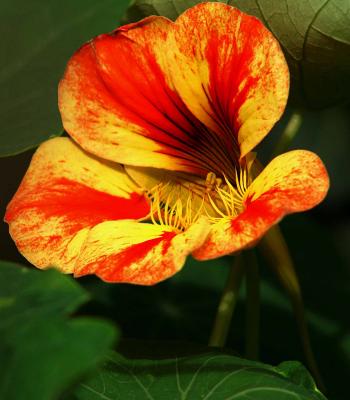 Nasturtium.jpg