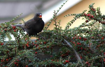 Blackbird and Cottoneaster berries