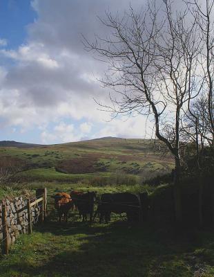 Dartmoor November2
