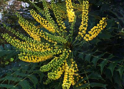 The Mahonia
