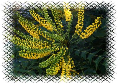 Mahonia2.jpg