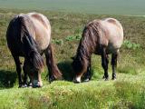 Exmoor Ponies