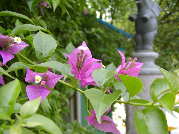 P1010078a.JPG