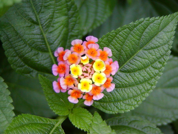 P1010083a.JPG