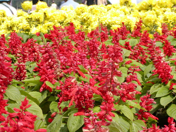 P1010053a.JPG