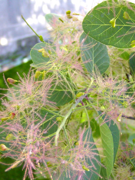 P1010110a.JPG
