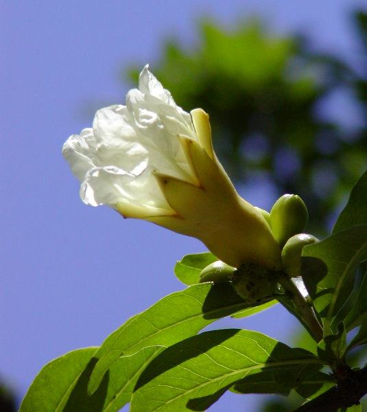 P1010149a.JPG