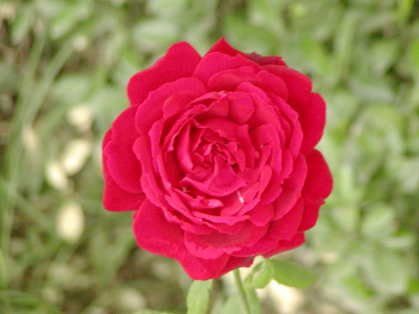P1010175a.JPG