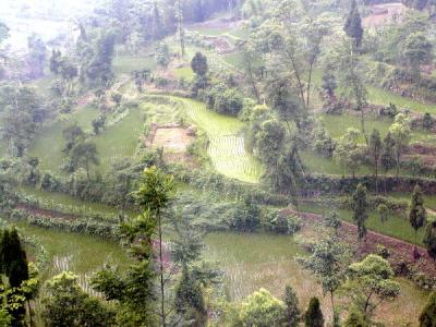 Terrace farming - rice paddies