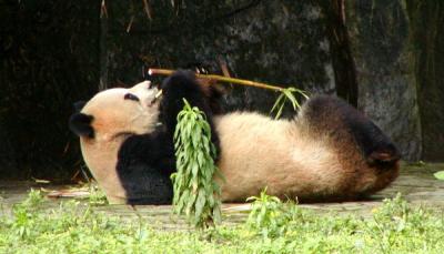 Chongqing Zoo - pandas