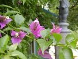 P1010078a.JPG