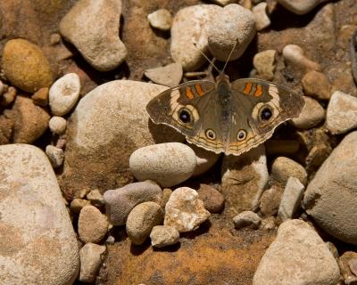 Butterfly in Clear Creek Narrows