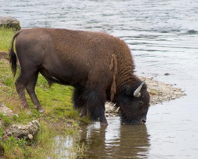 Thirsty bison