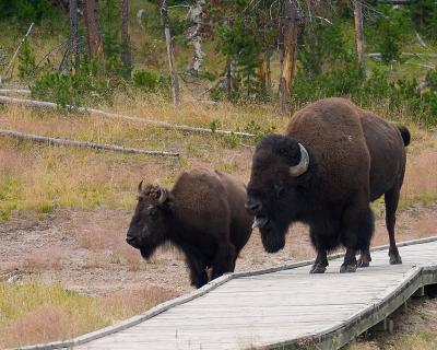 Bison Road Block